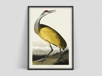 Birds of America - Yellow | Art print Poster