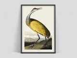 Birds of America - Yellow | Art print Poster